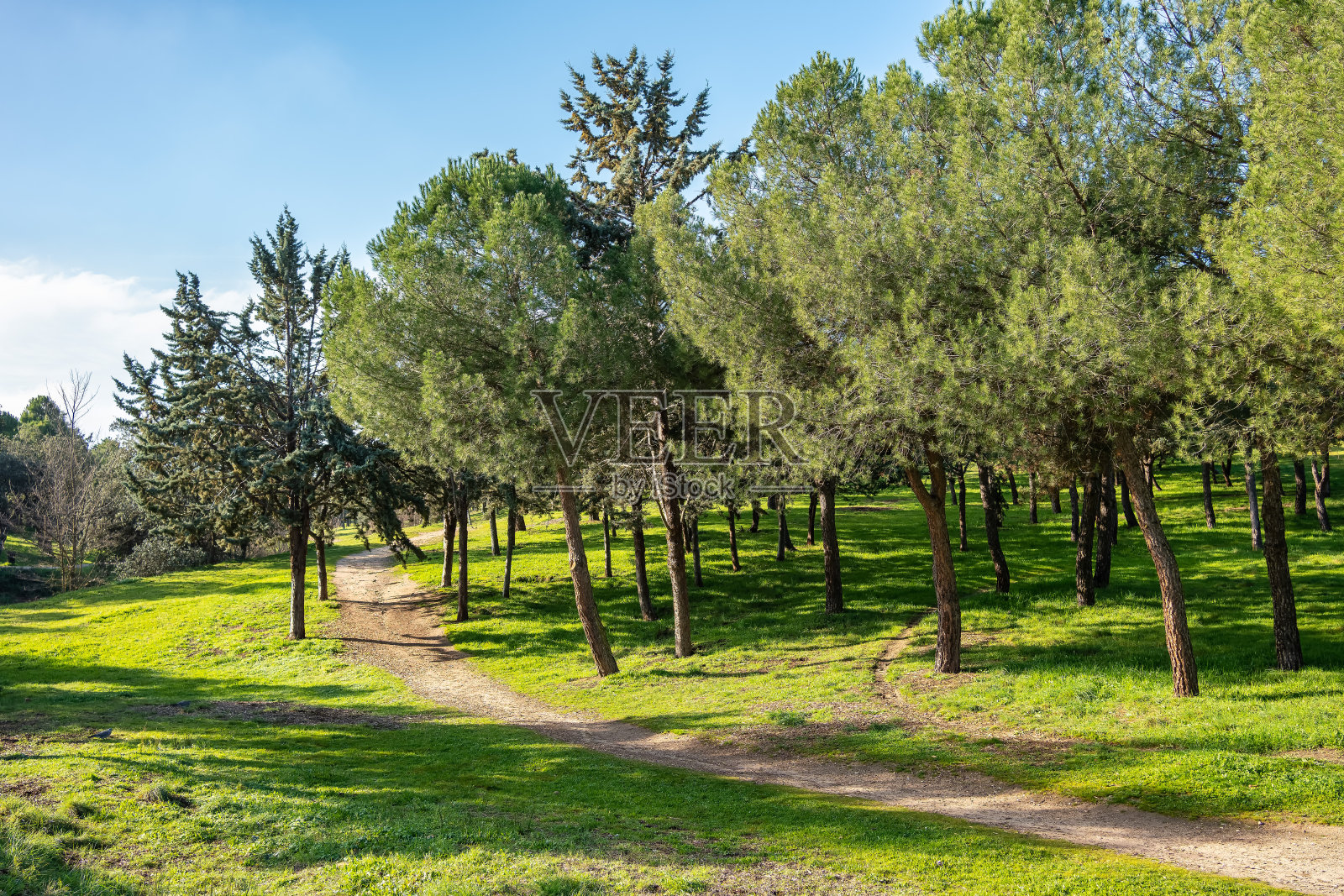 地中海森林，草地上有松树，阳光普照的蓝天，西班牙。照片摄影图片
