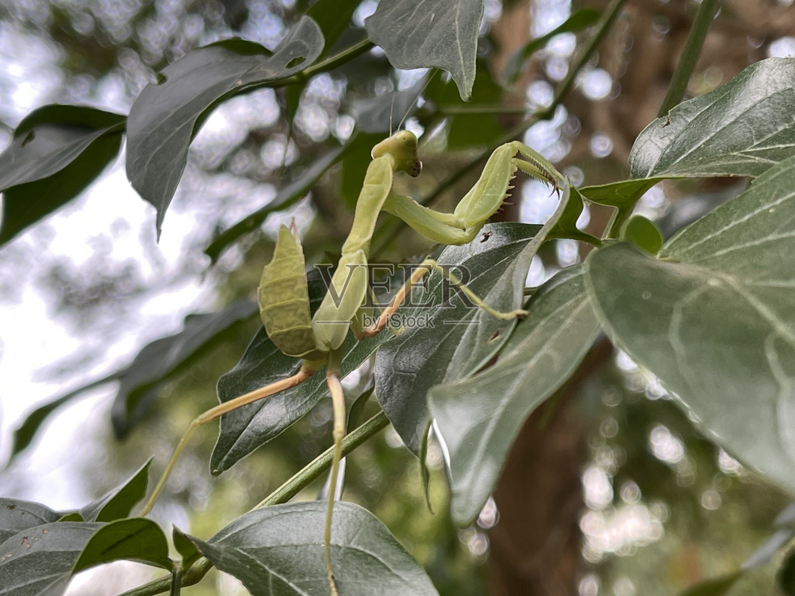螳螂照片摄影图片