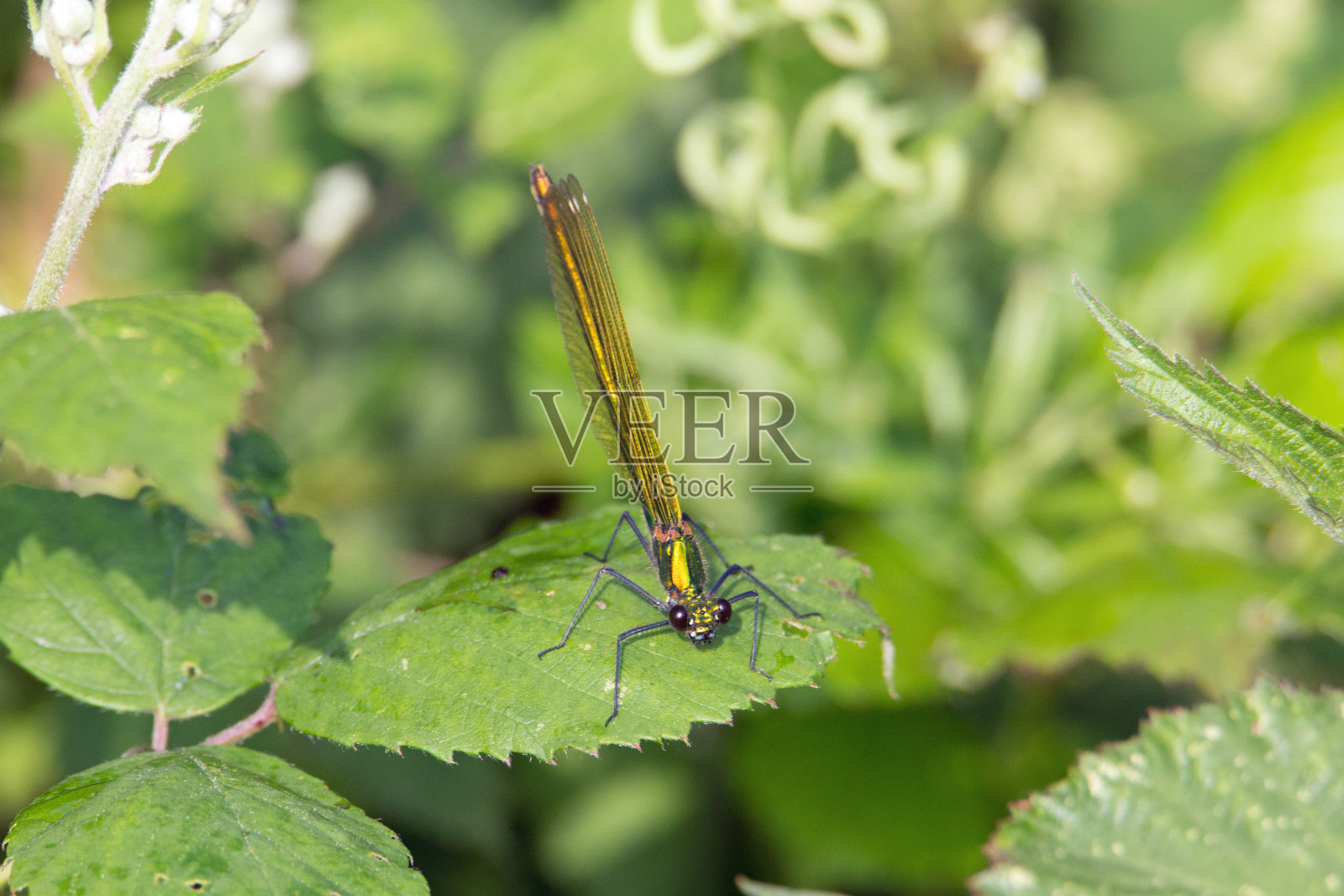翡翠豆娘幼雌照片摄影图片
