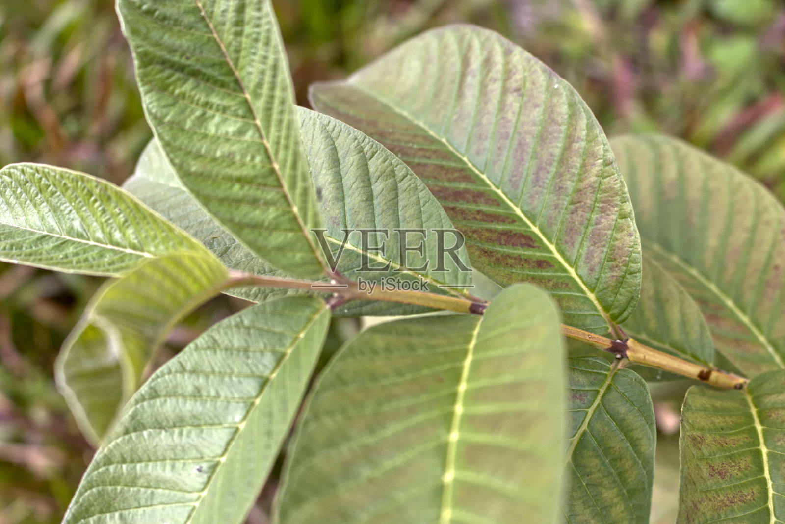 在微距照片中，番石榴叶呈绿色照片摄影图片