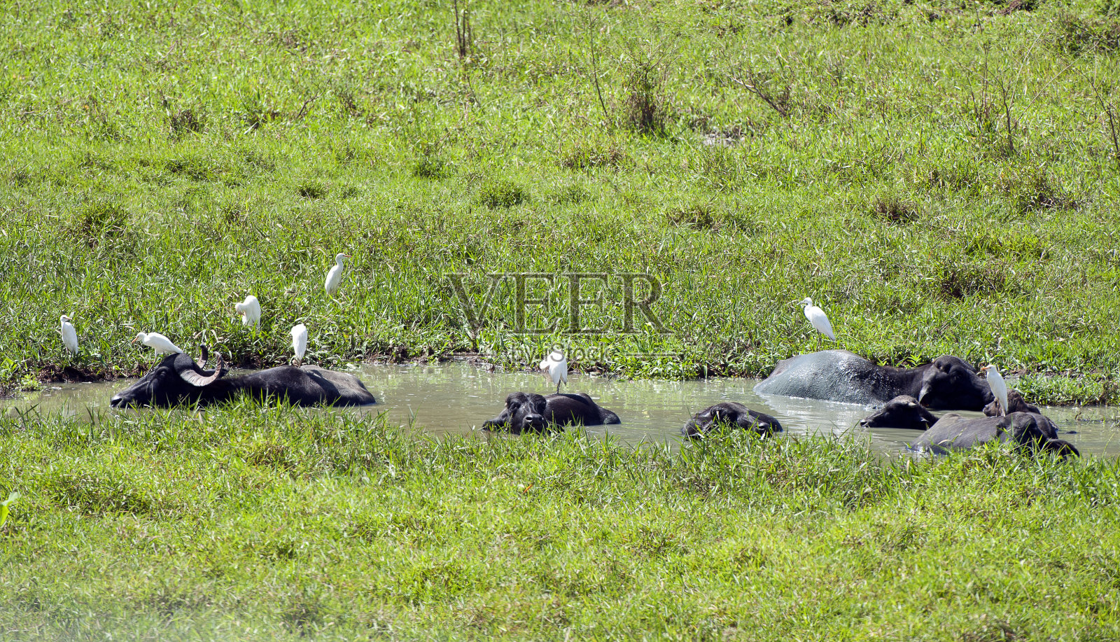 哥斯达黎加蓬塔班科，水牛在泥泞的水池里打滚降温，而牛白鹭在周围啄食昆虫照片摄影图片