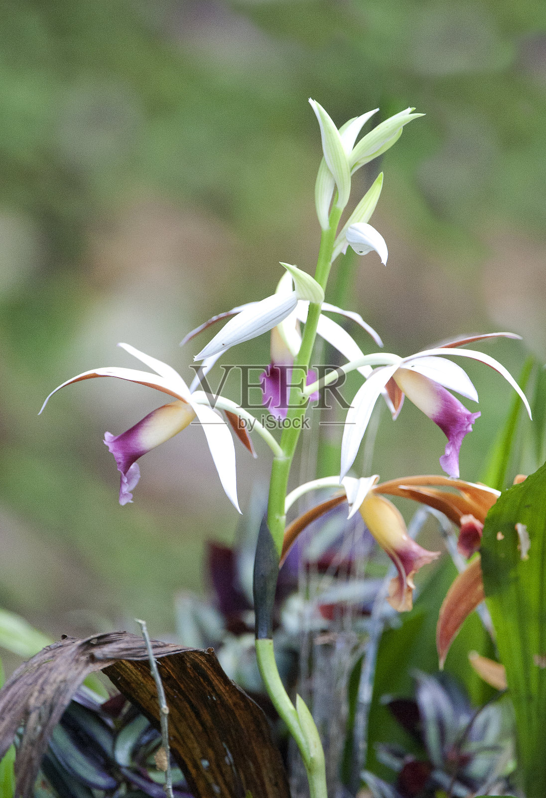 阳具兰，托里阿尔巴，哥斯达黎加照片摄影图片