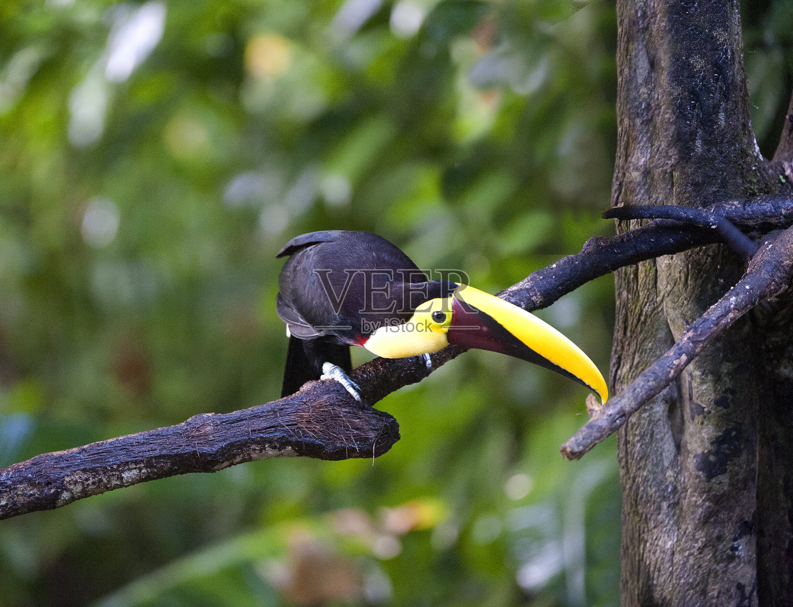 黄喉巨嘴鸟俯身在树枝上，La Selva，哥斯达黎加照片摄影图片