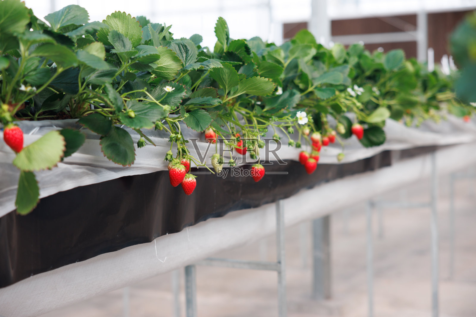 封闭系统农场的草莓照片摄影图片