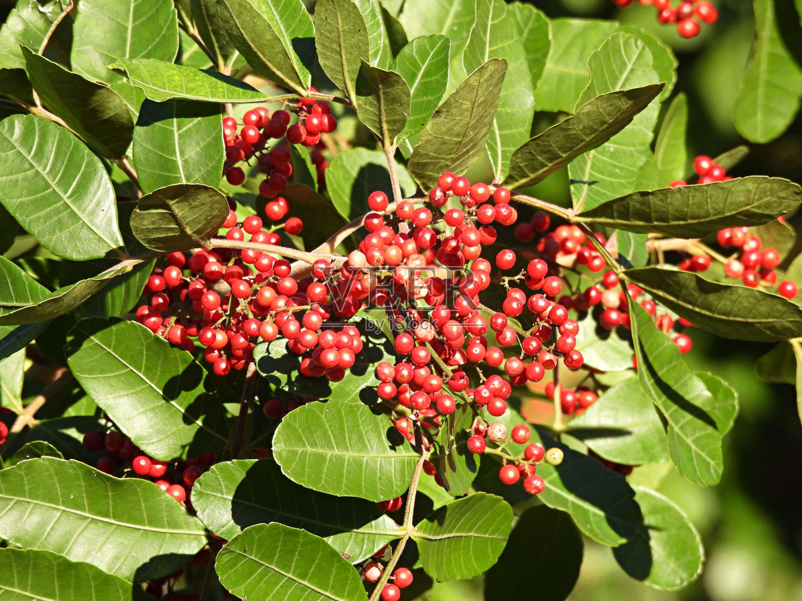 产于佛罗里达的一种红浆果的巴西胡椒树照片摄影图片