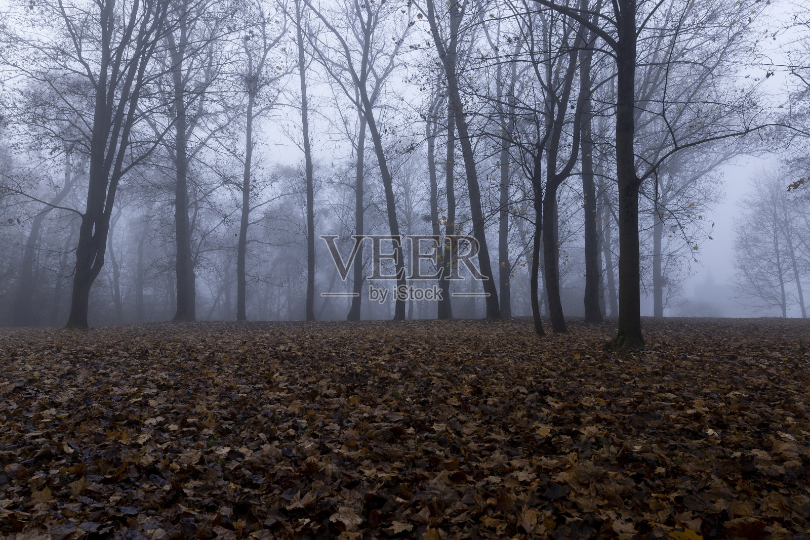 在阴天的秋天，光秃秃的落叶树木照片摄影图片