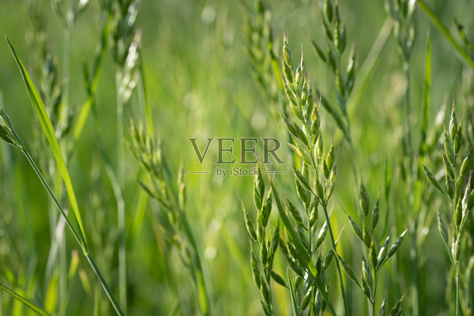 新鲜的草生长在大自然中。小露珠挂在草地上。太阳从后面透过草地照进来。照片摄影图片