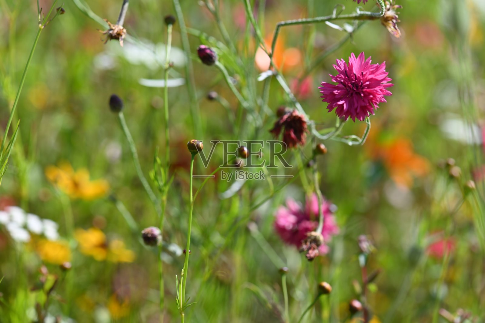 粉红色的矢车菊照片摄影图片