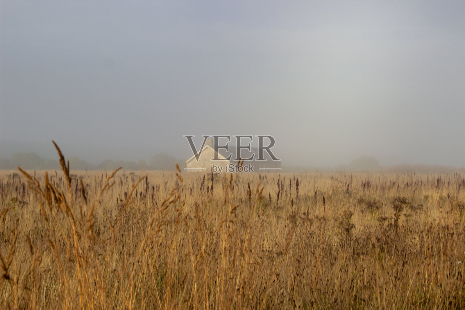 一个常青树的森林和被雾覆盖的房子的镜头照片摄影图片