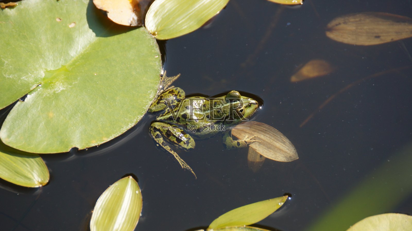 绿青蛙和睡莲照片摄影图片
