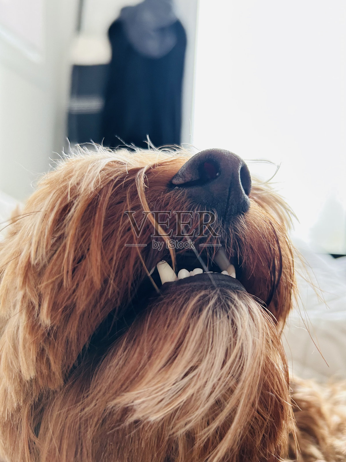 尖牙照片摄影图片