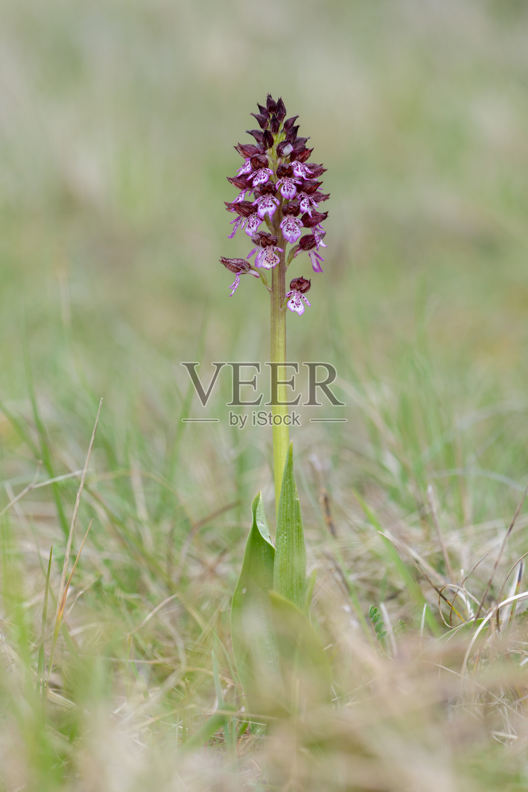紫花兰科草中淑女兰花照片摄影图片
