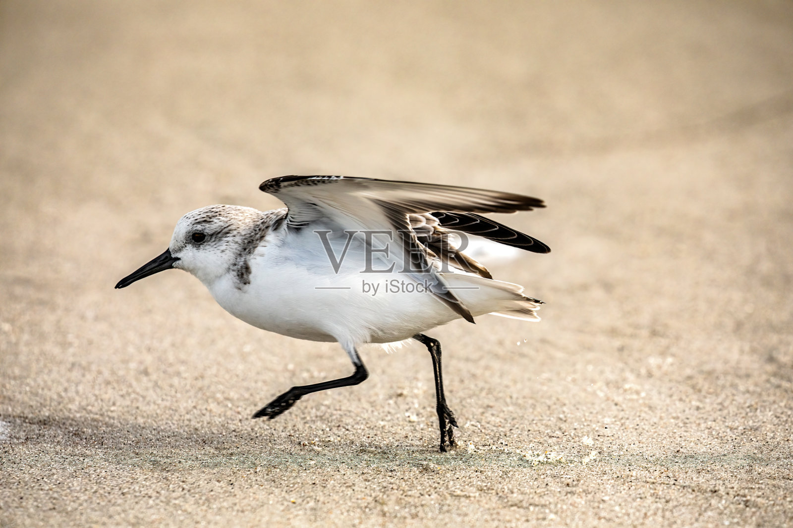 桑德灵在跑步照片摄影图片