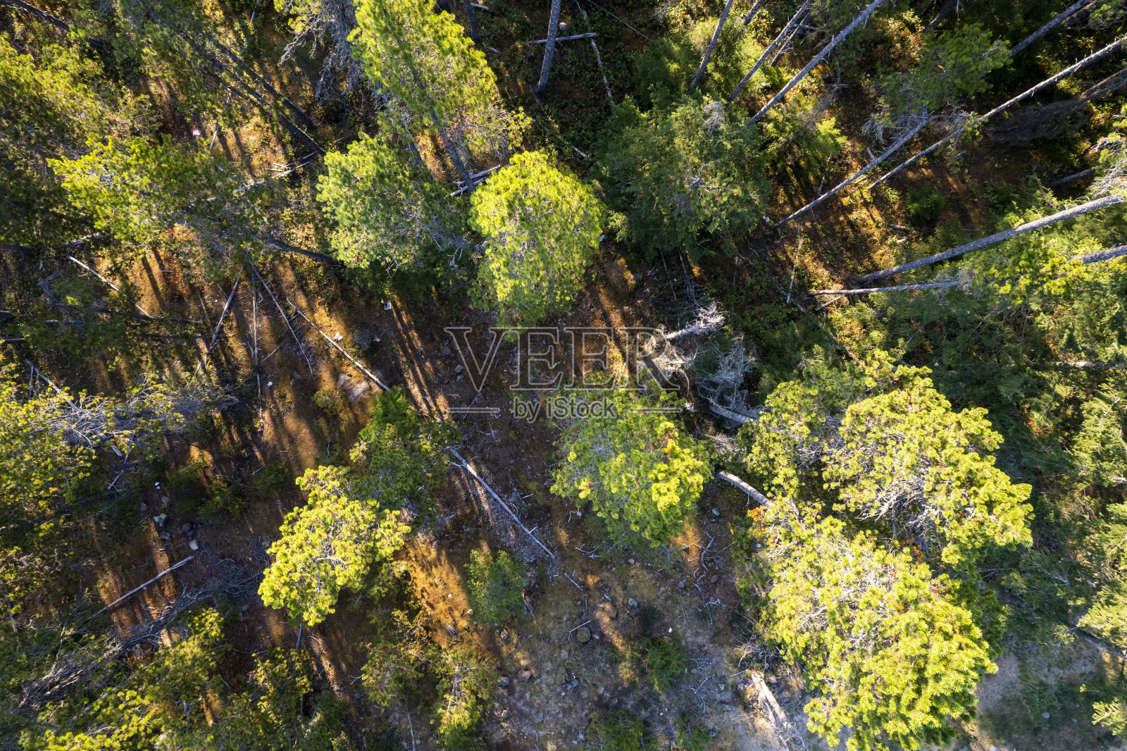 广阔森林的鸟瞰图照片摄影图片