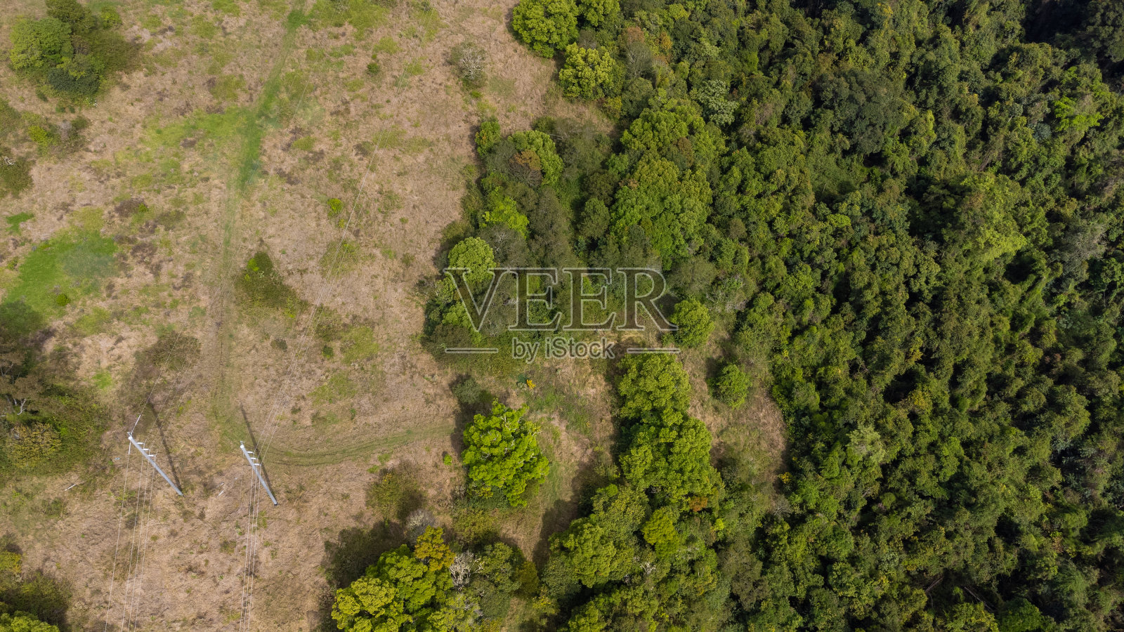 穿过森林的电线照片摄影图片