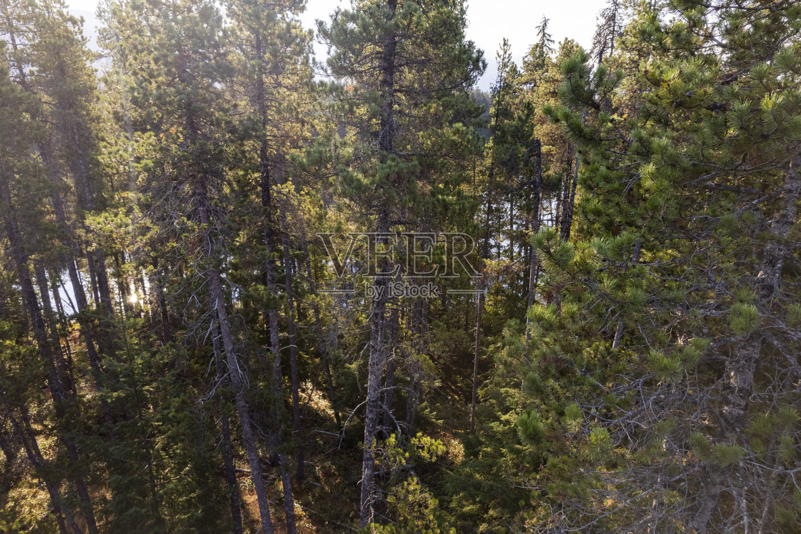 广阔森林的鸟瞰图照片摄影图片