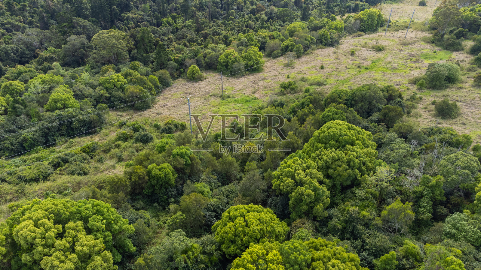 穿过森林的电线照片摄影图片