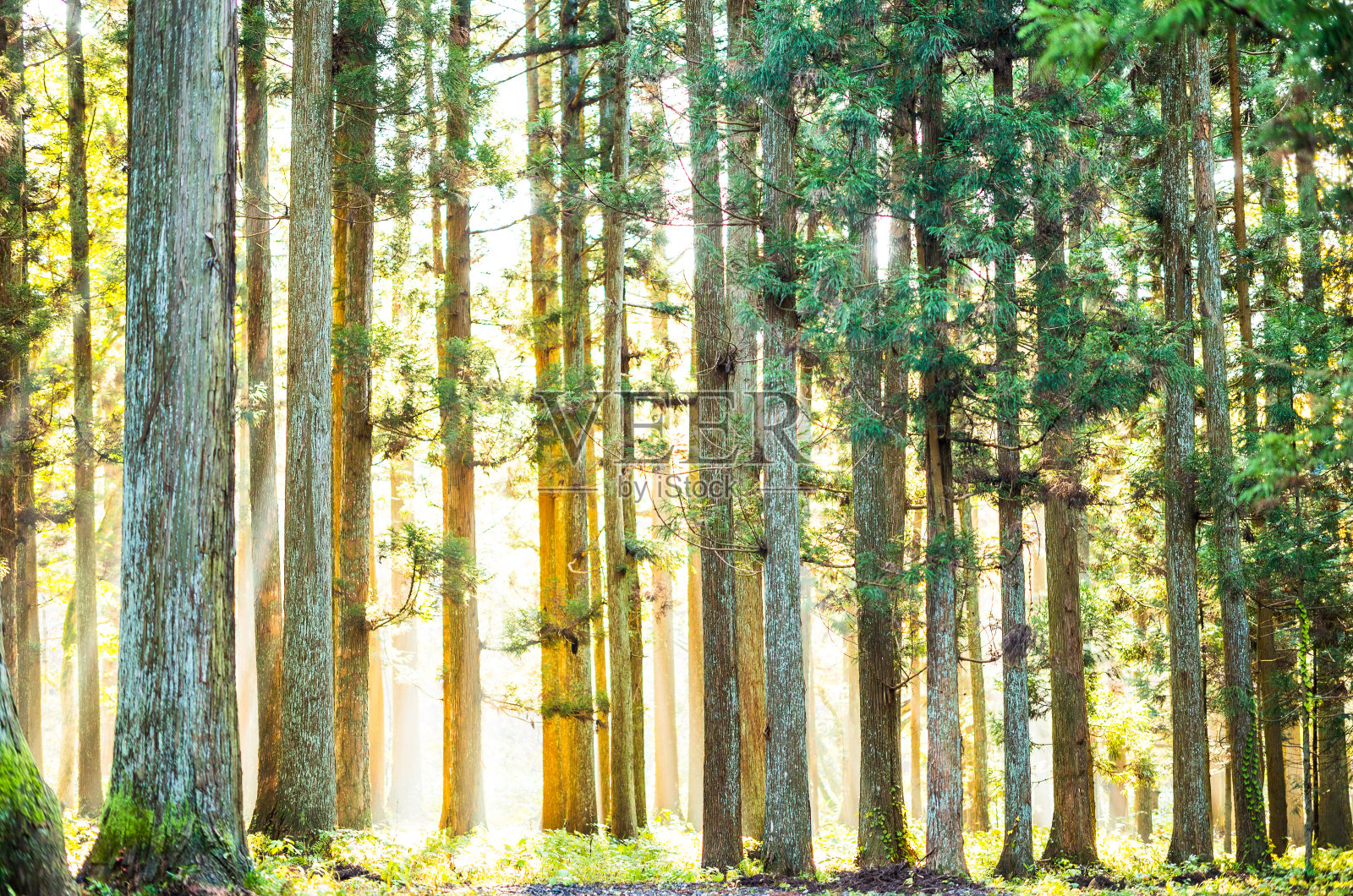 晨光透过雾蒙蒙的森林照片摄影图片