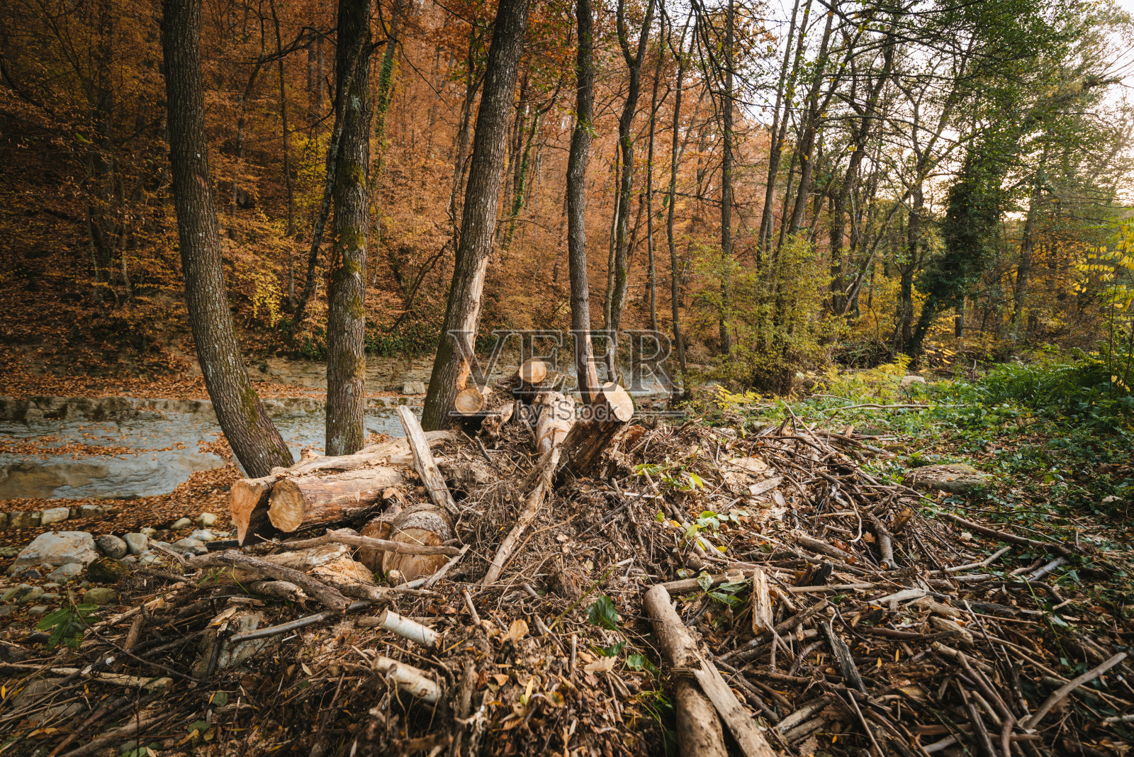 森林砍伐。森林里的树干。照片摄影图片