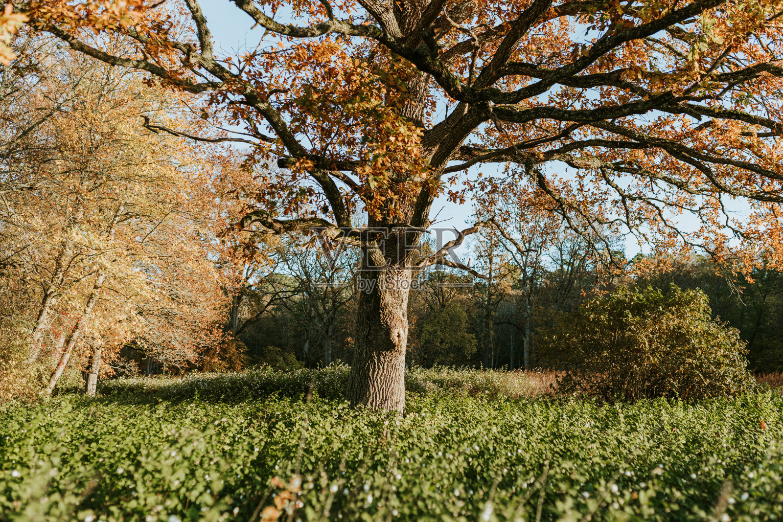 五彩缤纷的树木在美丽的秋天早晨照片摄影图片