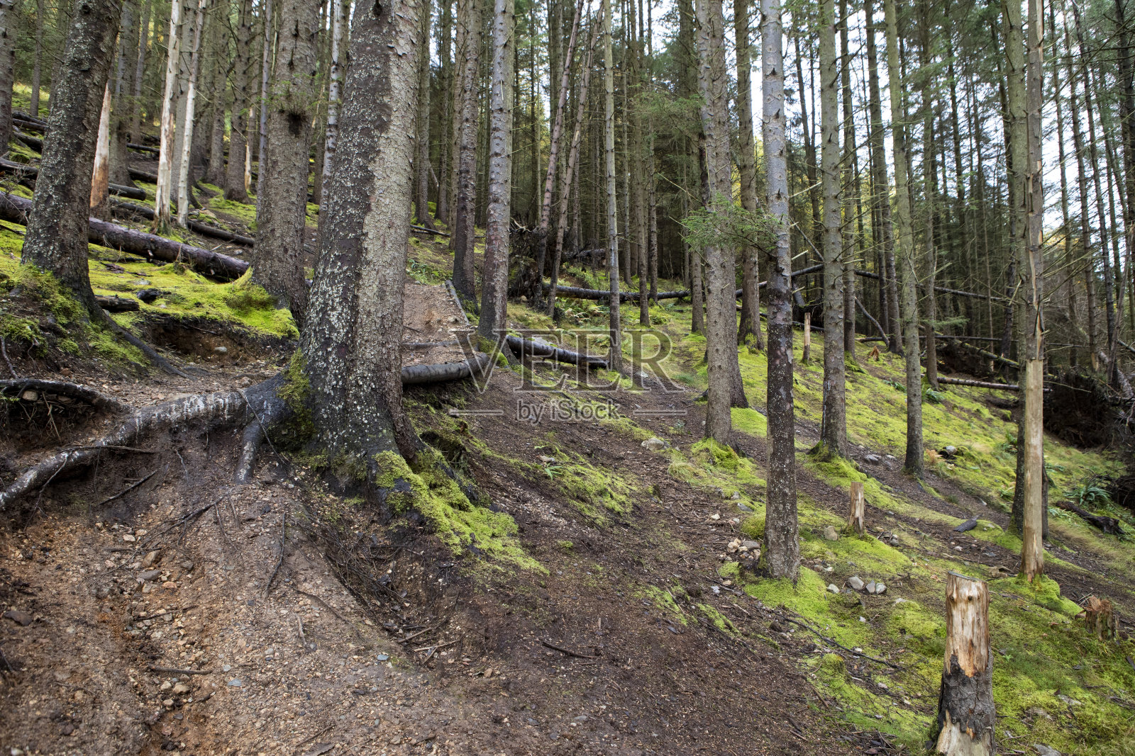 苏格兰森林中一棵暴露在外的树根照片摄影图片
