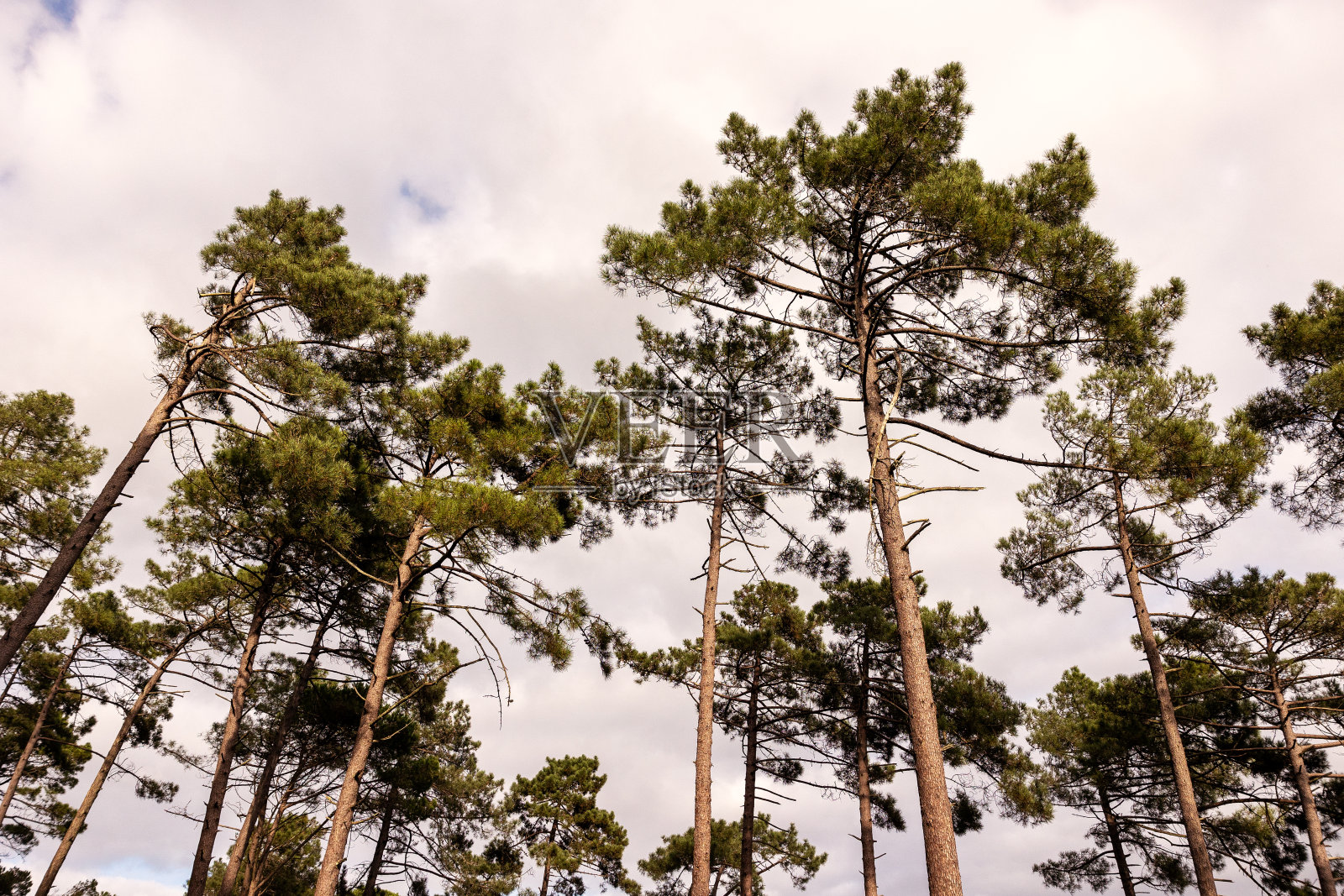 松树照片摄影图片