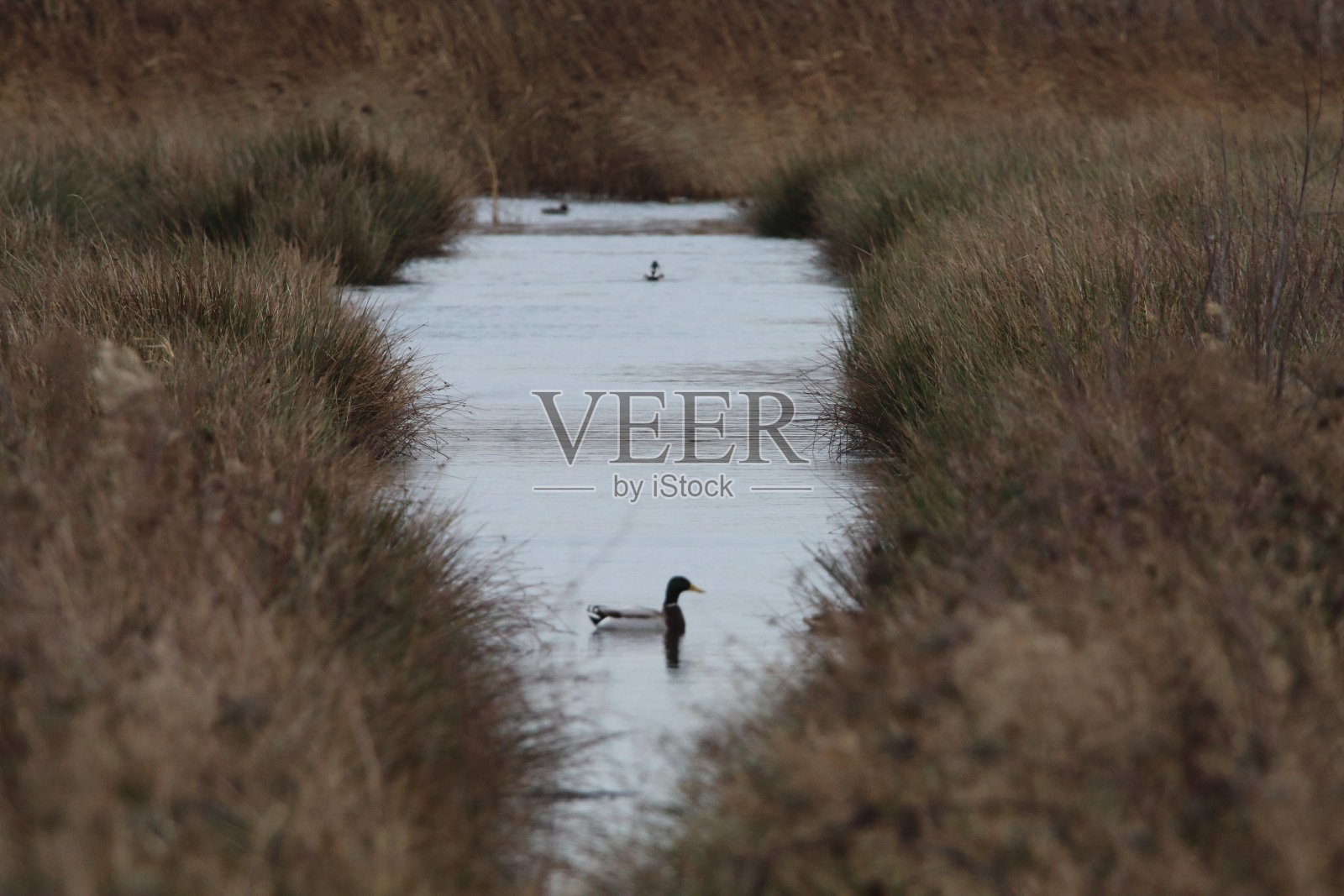 在寒冷的冬天早晨拍摄的美丽的乡村风景照片摄影图片