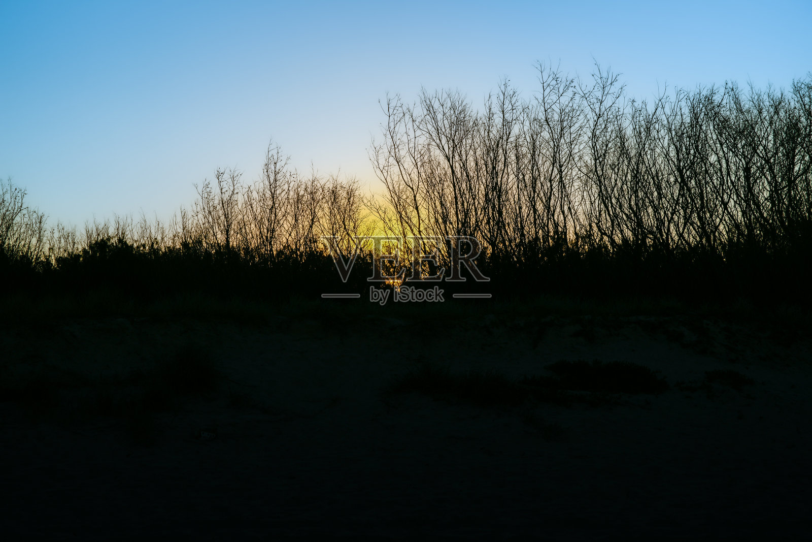 夕阳的光辉透过光秃秃的海岸树木照片摄影图片