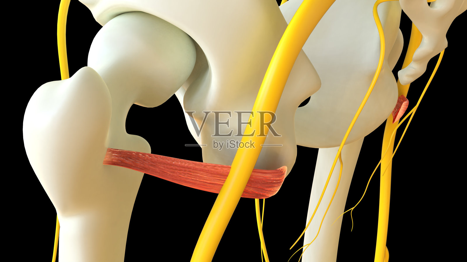 用于医学概念3D渲染的下孖肌解剖照片摄影图片