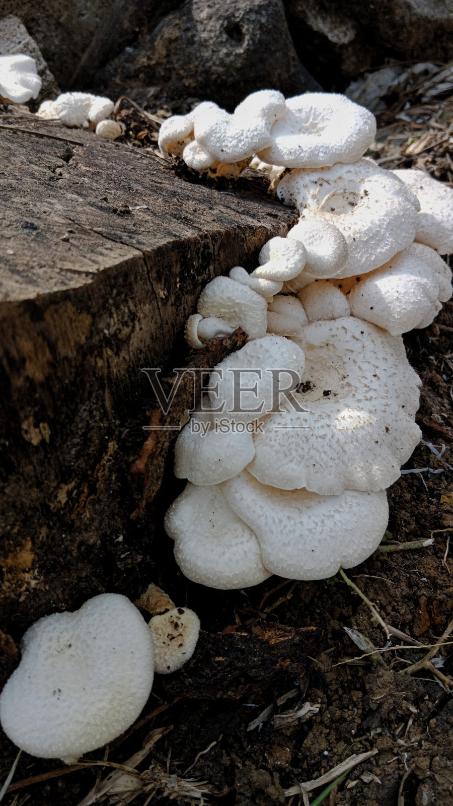 平菇照片摄影图片