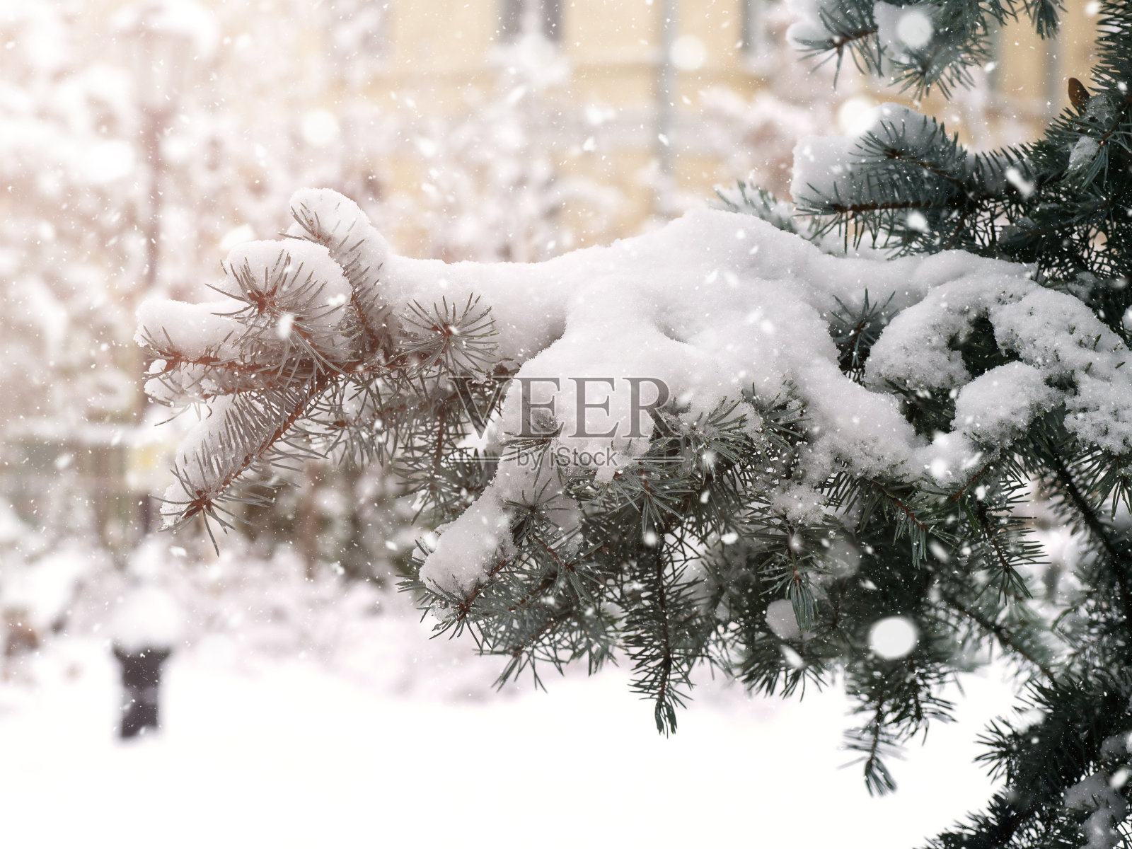 云杉树枝被雪覆盖，特写。这是一幅令人难以置信的明亮多彩的照片。照片摄影图片