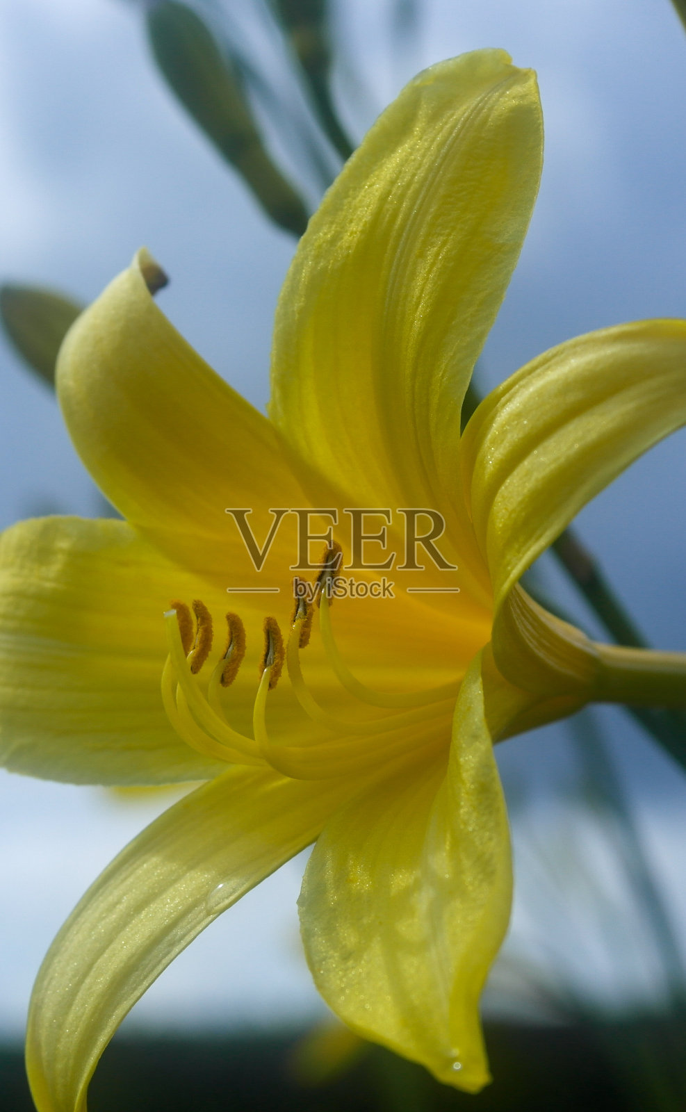 近距离的黄色开花植物对着天空照片摄影图片