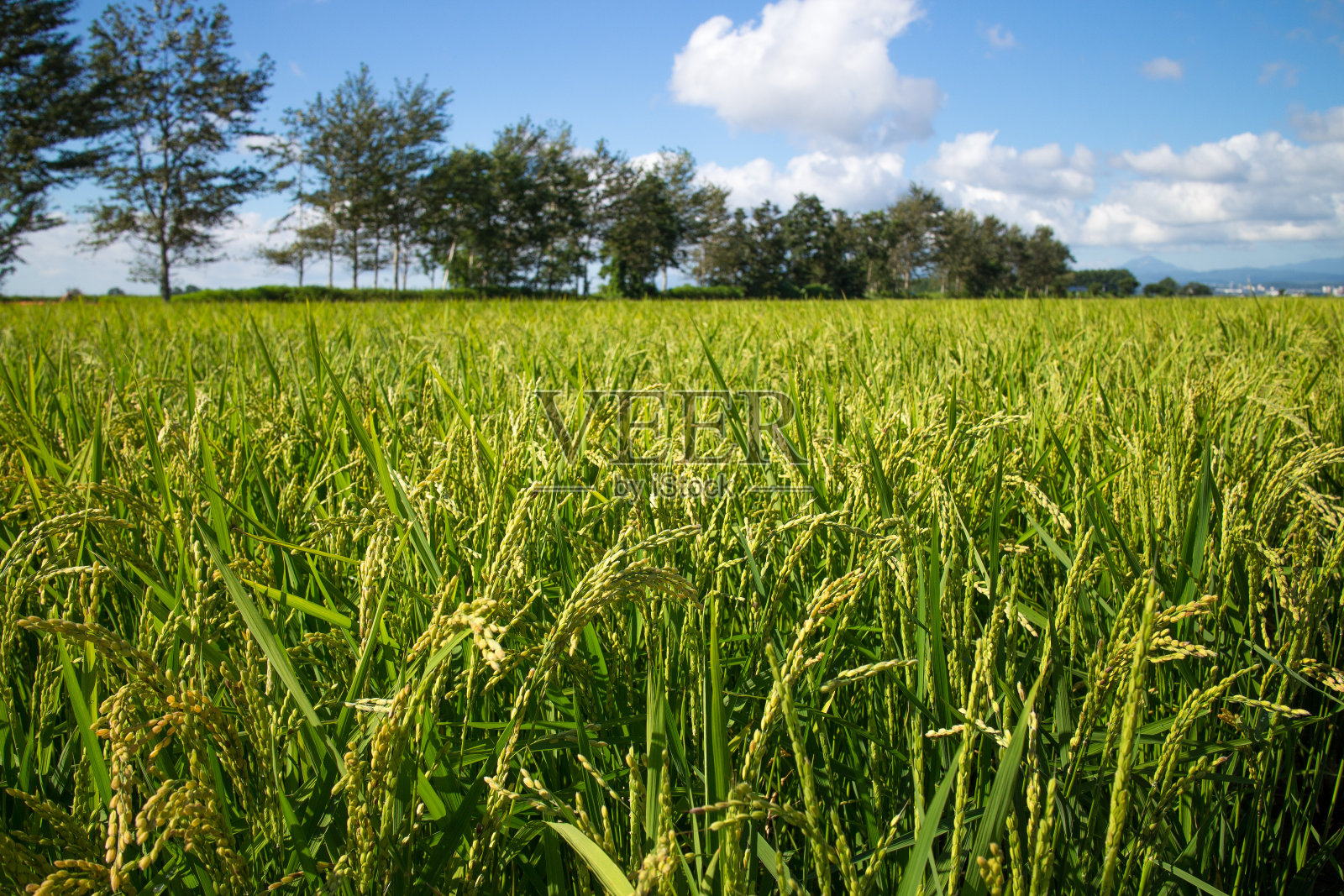 夏天的稻田和树木照片摄影图片