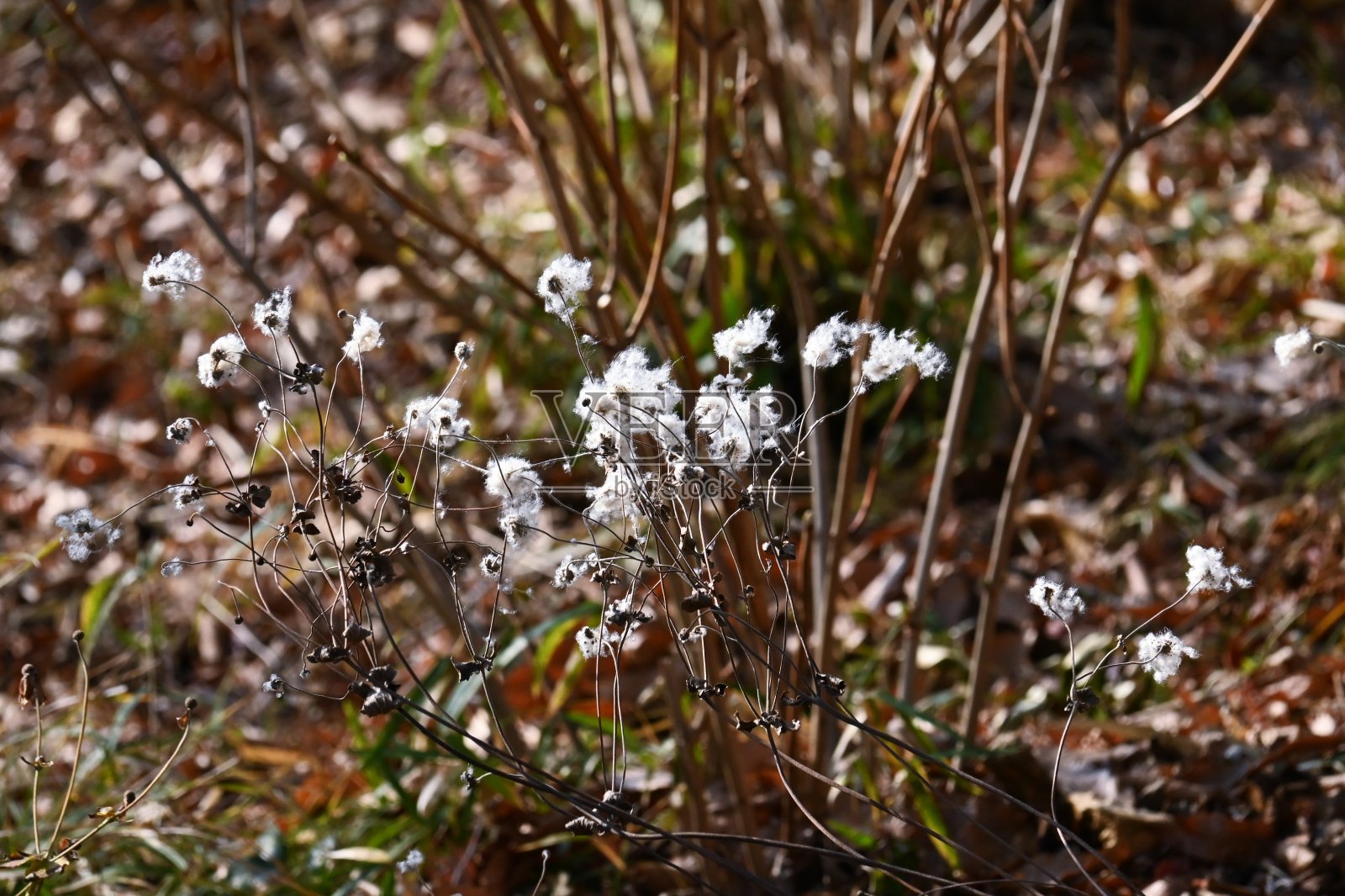 日本海葵(海葵)种子头。照片摄影图片
