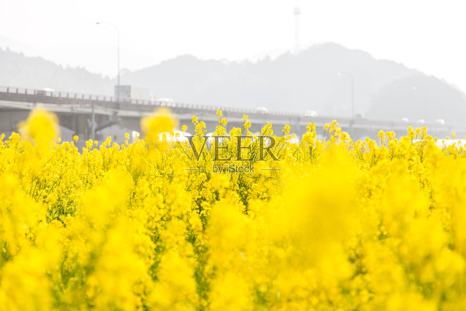 日本乡村春色，油菜花遍地照片摄影图片