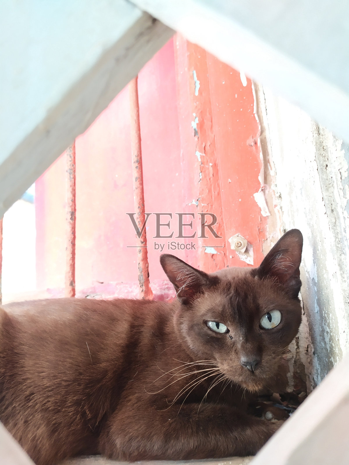 一只棕色的流浪猫露出一双不健康的眼睛。手机摄影。照片摄影图片