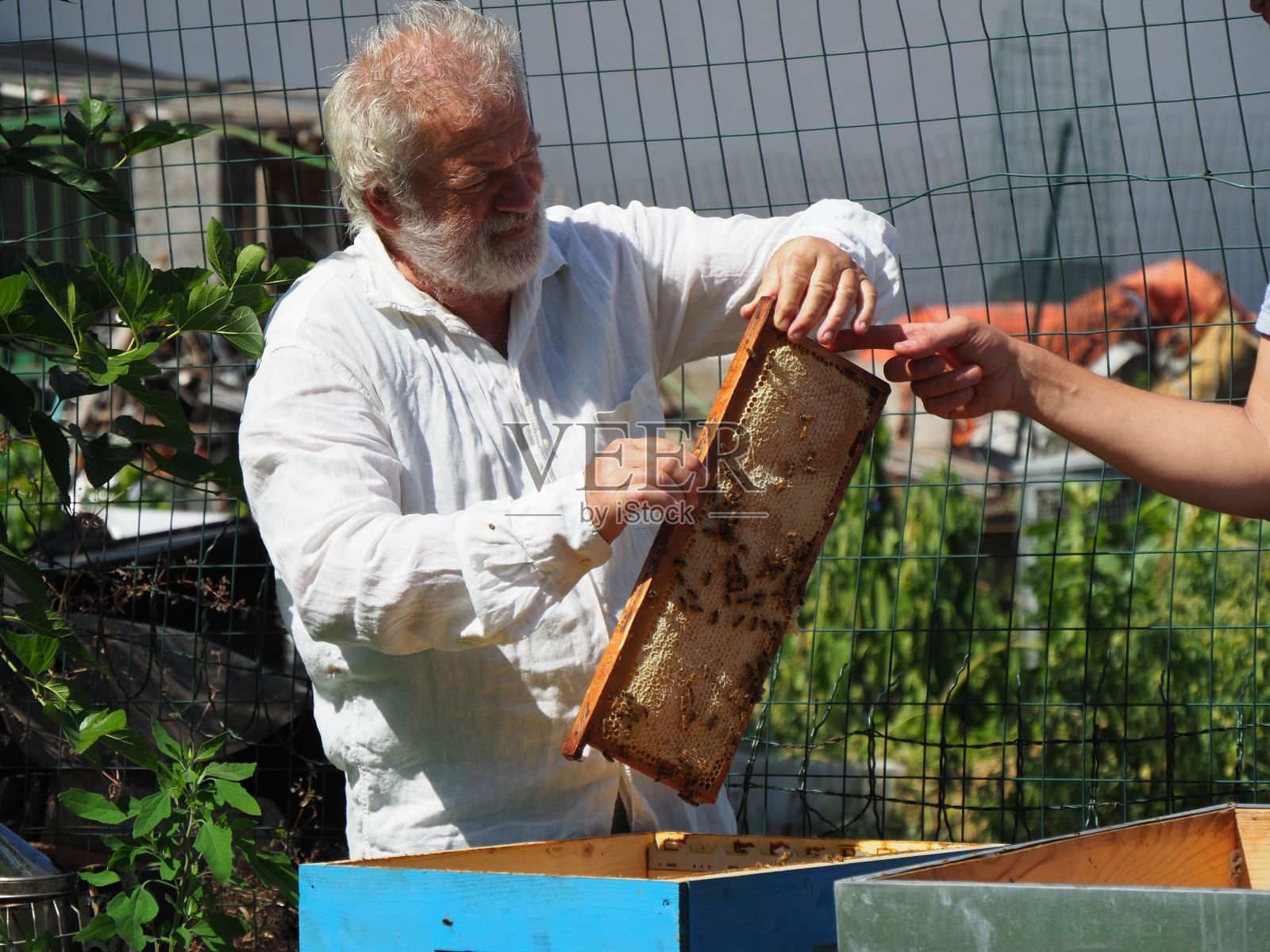 养蜂人从蜂箱里拿出一个装有蜂蜜的框架。照片摄影图片