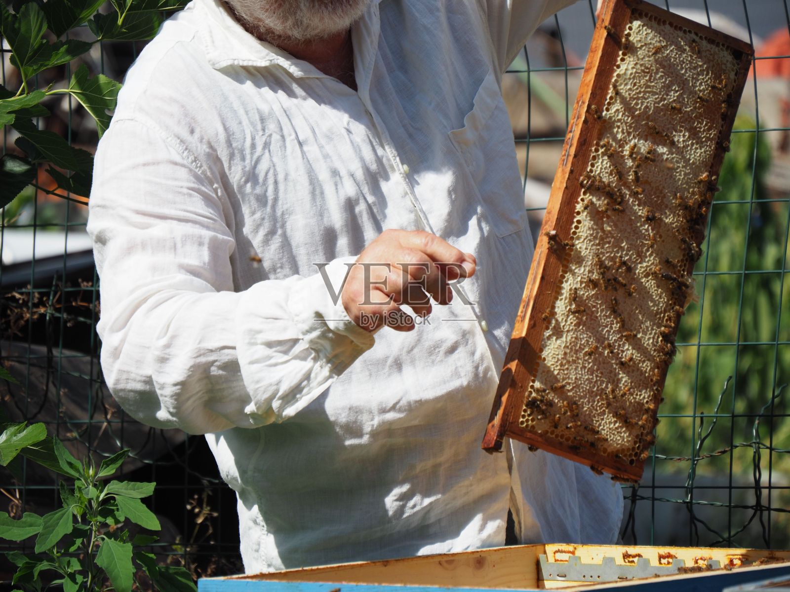 养蜂人从蜂箱里拿出一个装有蜂蜜的框架。照片摄影图片