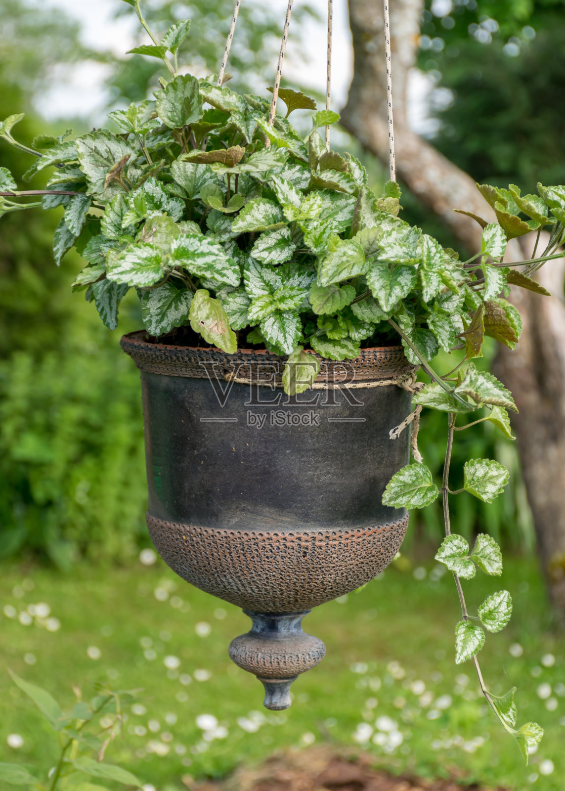 观挂泥花盆及绿色观赏植物，园林理念照片摄影图片