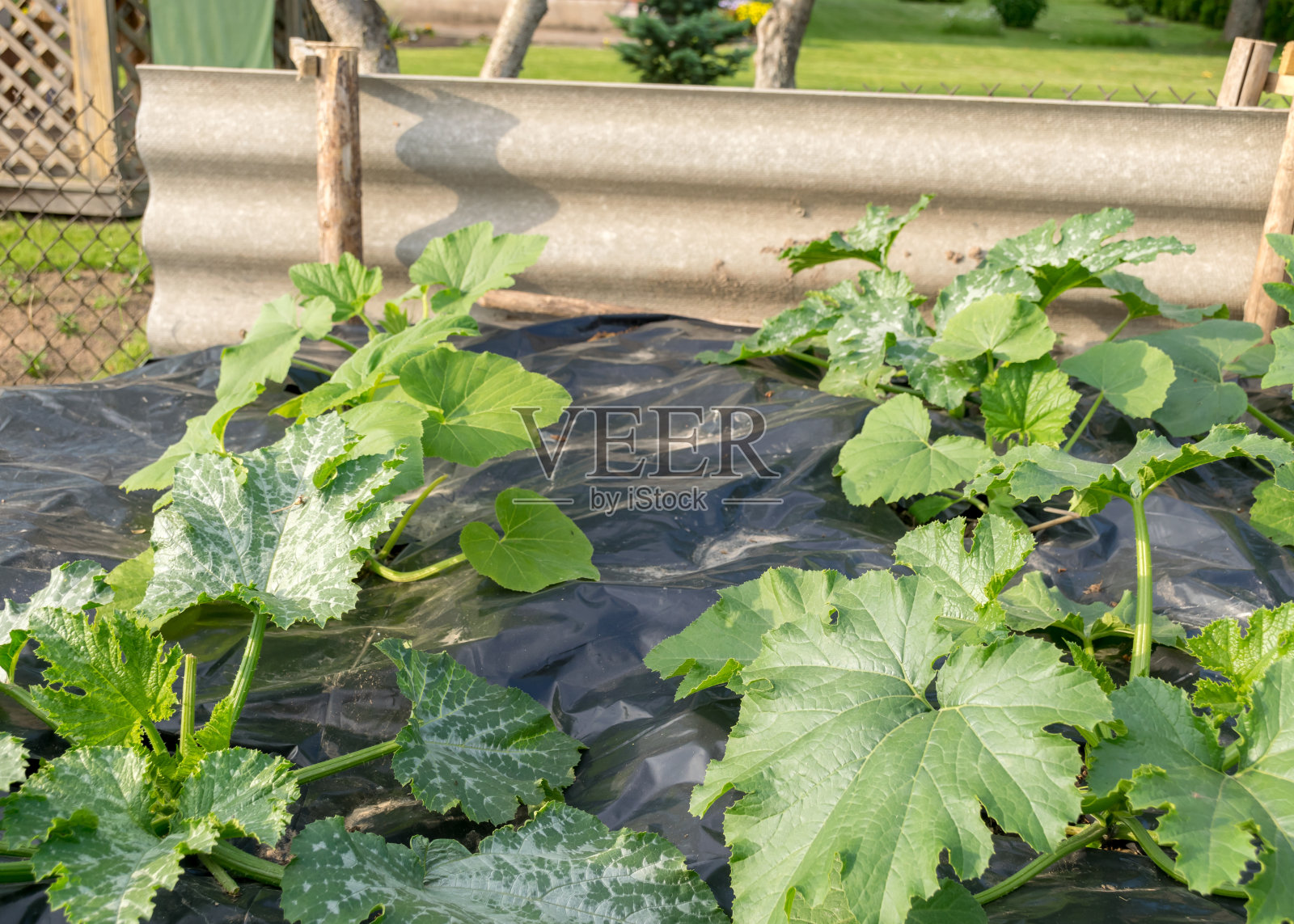绿色小胡瓜植物上的黑色胶片，园艺概念，种植蔬菜，园艺作为一种爱好照片摄影图片