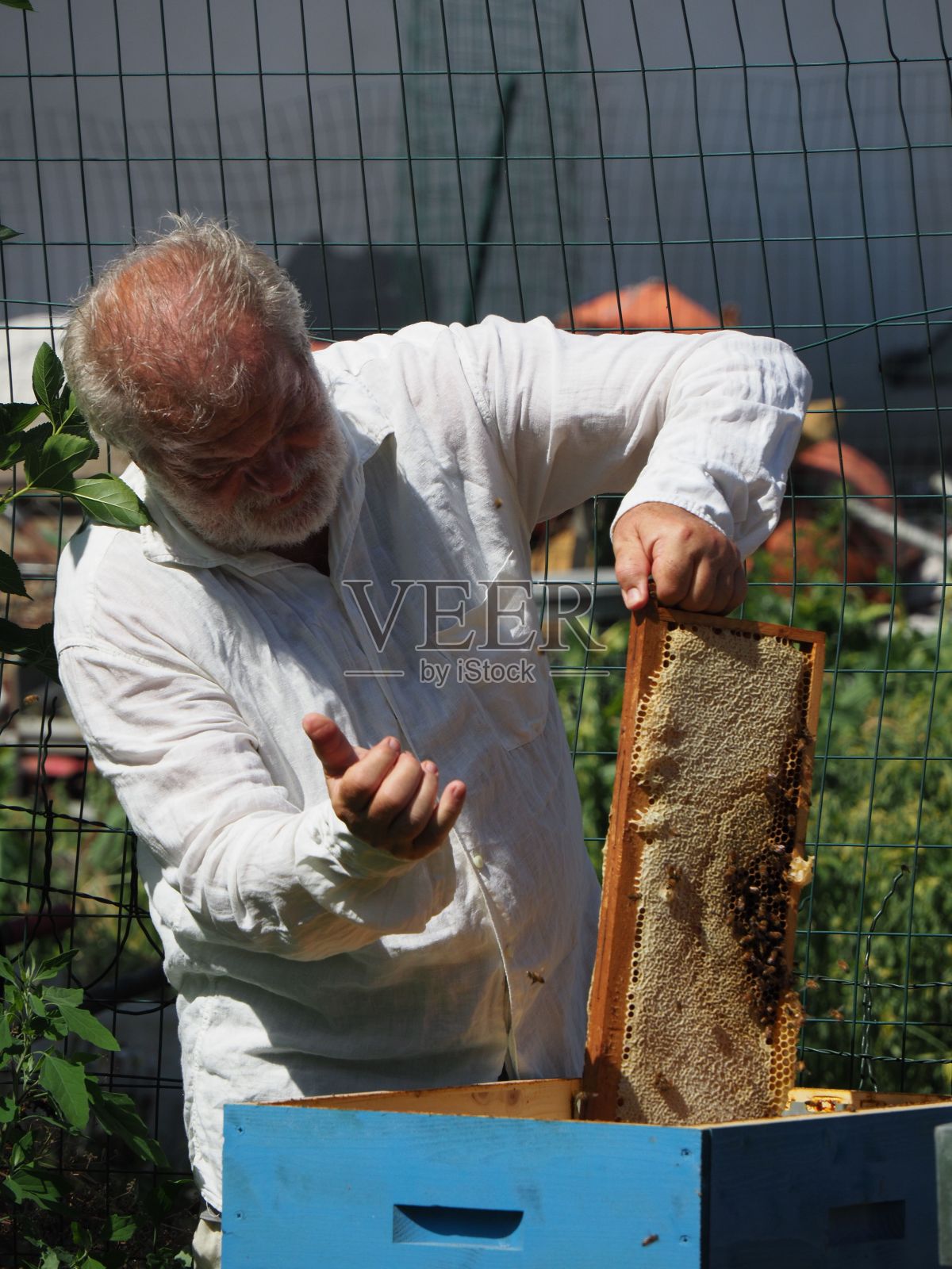 养蜂人从蜂箱里拿出一个装有蜂蜜的框架。照片摄影图片