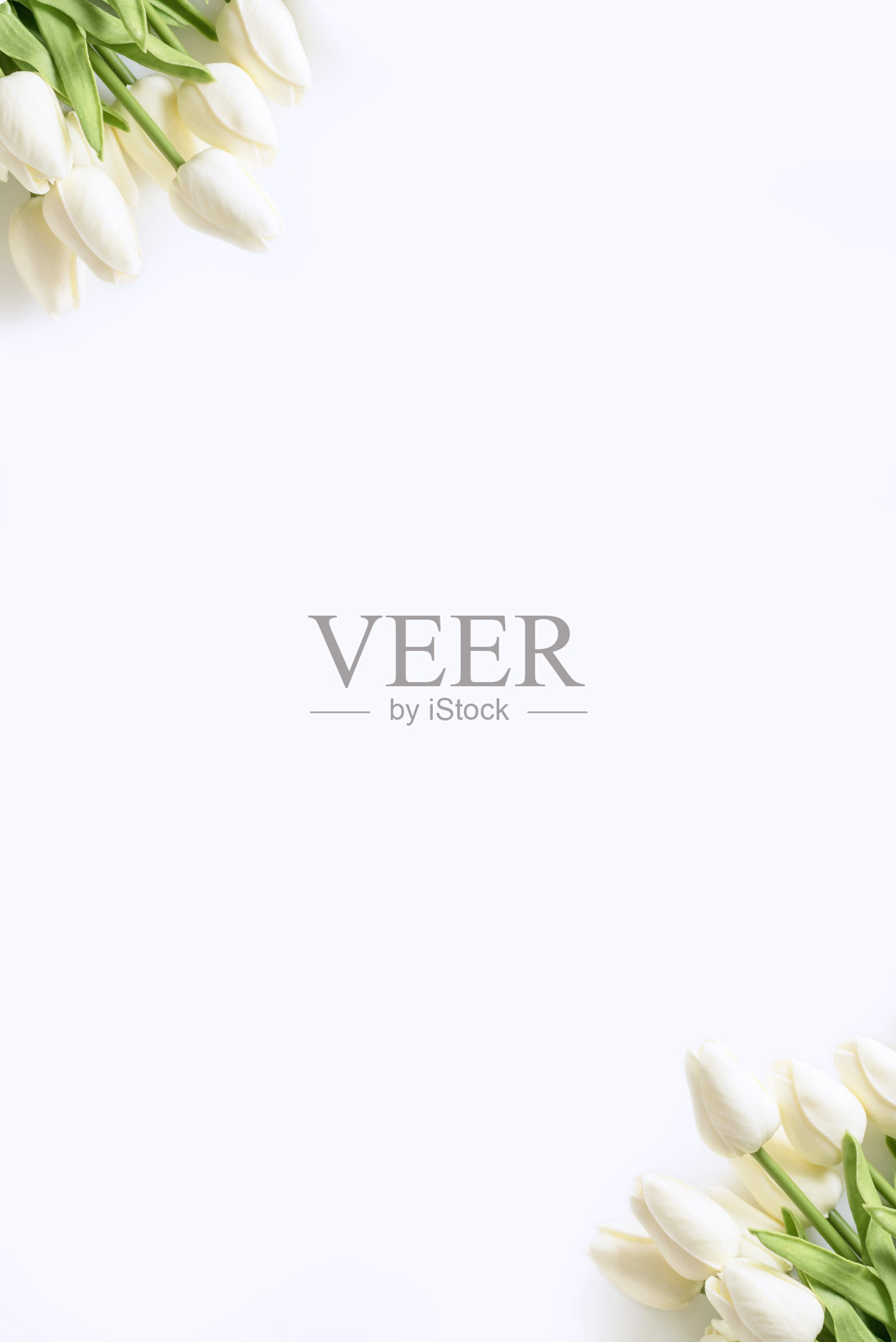 白色背景上的白色郁金香。情人节，母亲节，生日，春天。庆祝活动的概念。贺卡，模板。复制空间，平铺。照片摄影图片