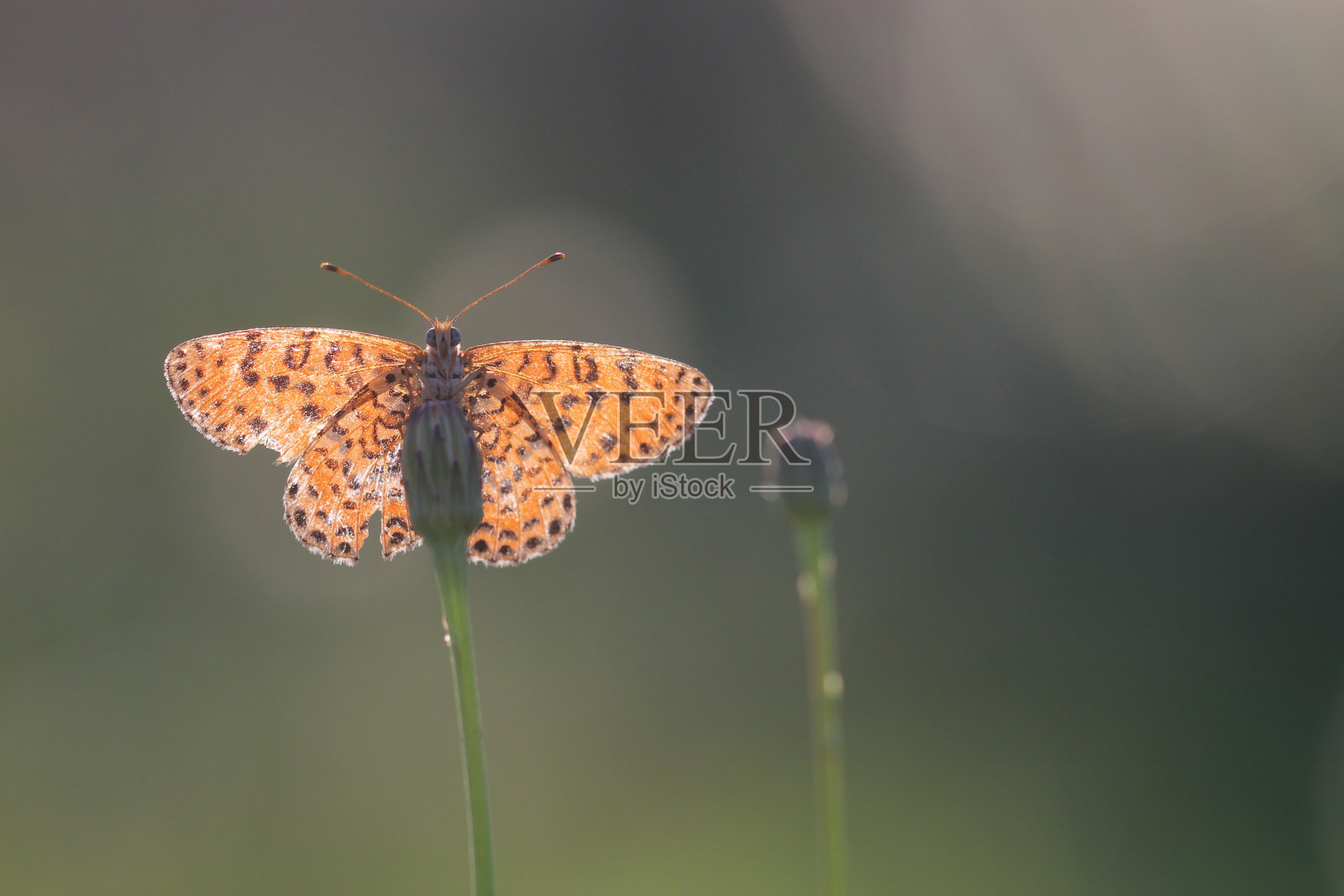双蕨属照片摄影图片