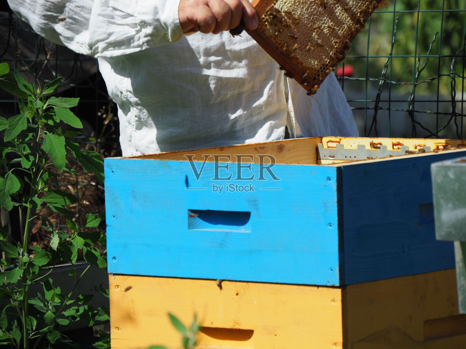 养蜂人从蜂箱里拿出一个装有蜂蜜的框架。照片摄影图片