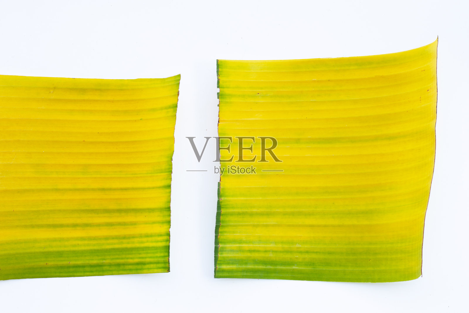 白色背景上的黄绿色香蕉叶。照片摄影图片