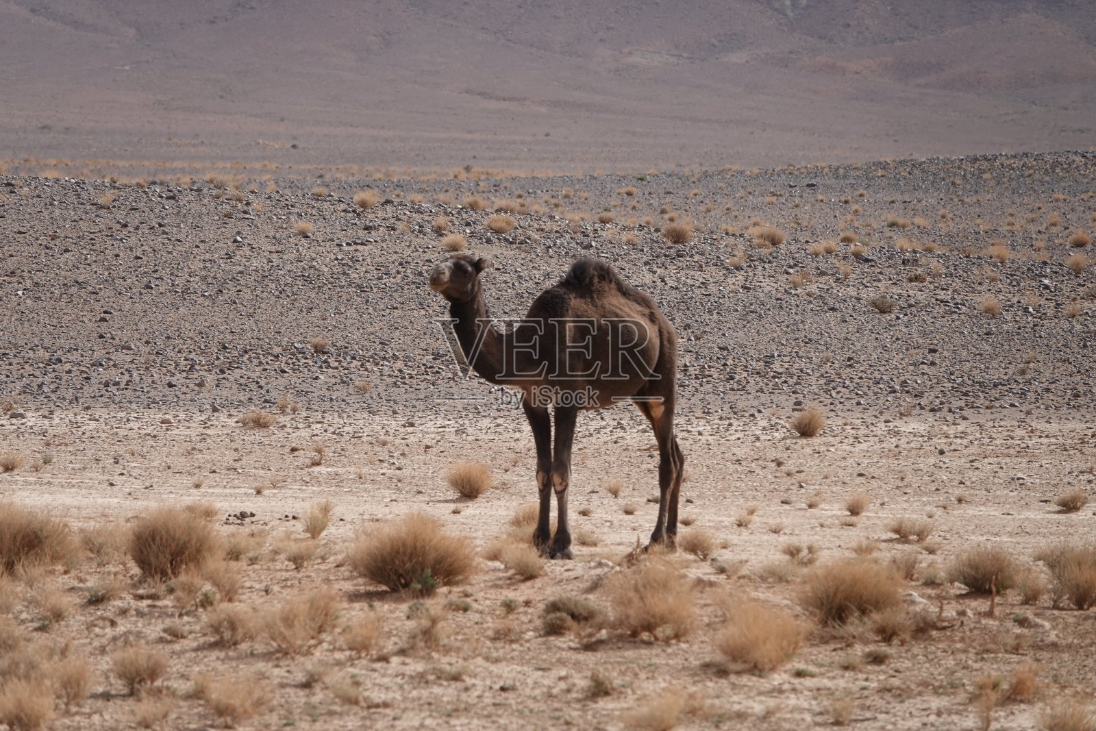 沙漠中的骆驼照片摄影图片