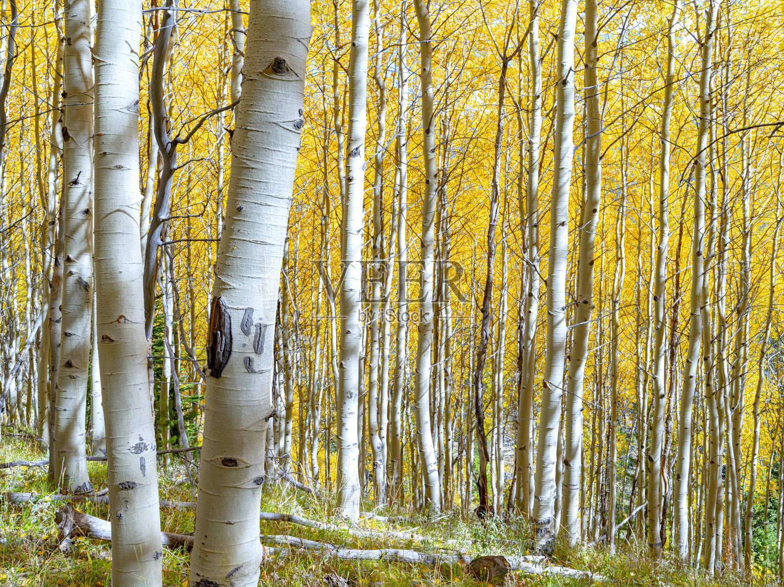秋天的白杨树林，秋天的色彩很丰富照片摄影图片