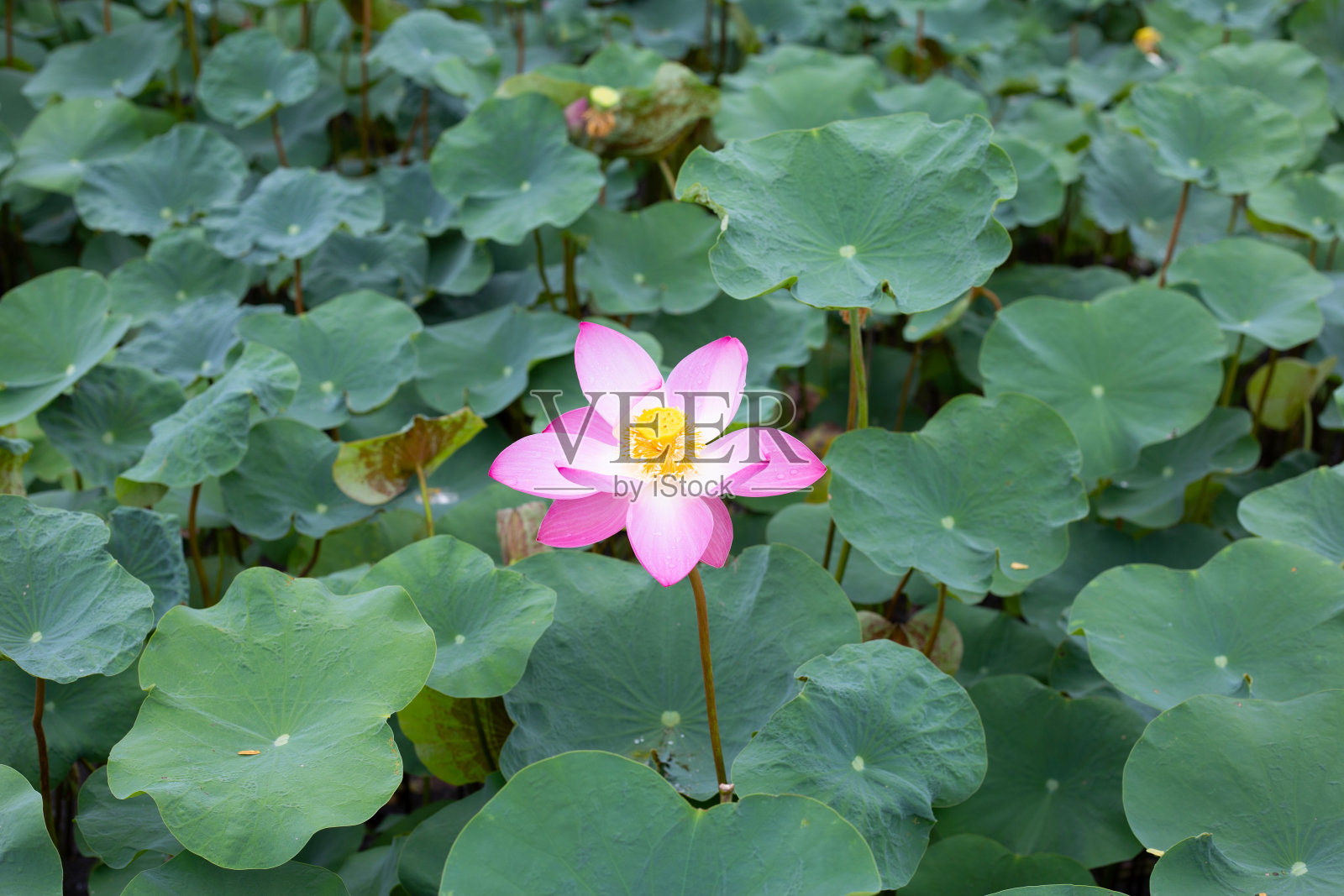 粉红色的荷花盛开在池塘里，叶子很绿照片摄影图片