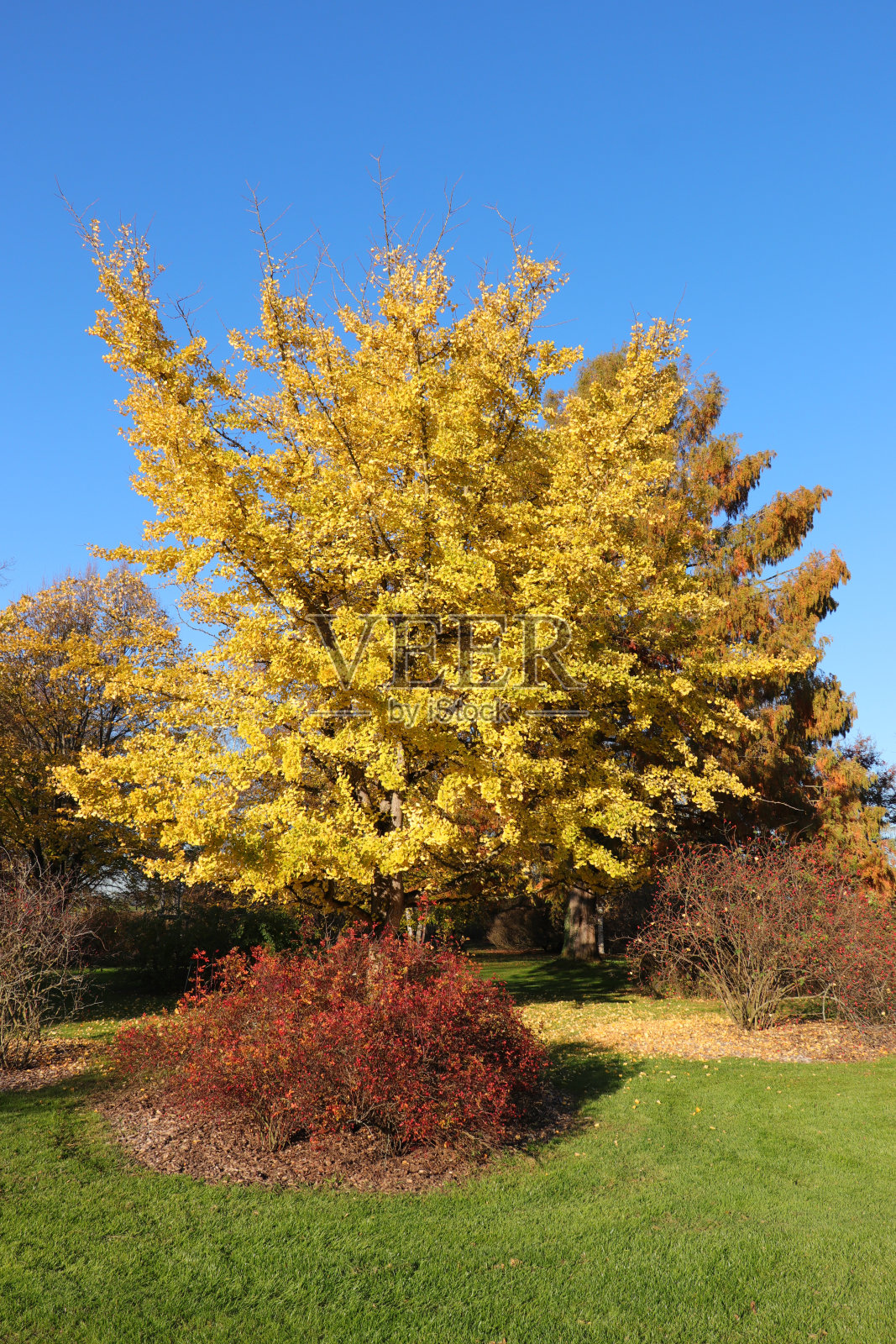 秋天的银杏树照片摄影图片