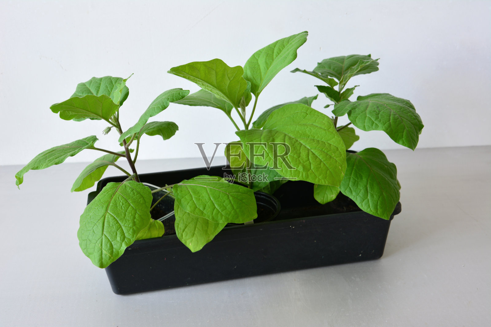 白色背景隔离在塑料容器中的茄子苗，特写照片摄影图片